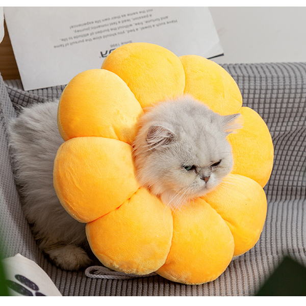 cat-elizabeth-circle-2rfw