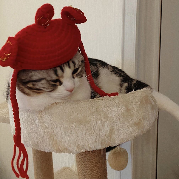 cat-cap1.jpg