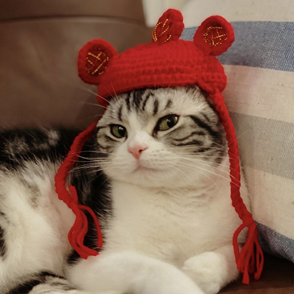 pet-hat1.jpg
